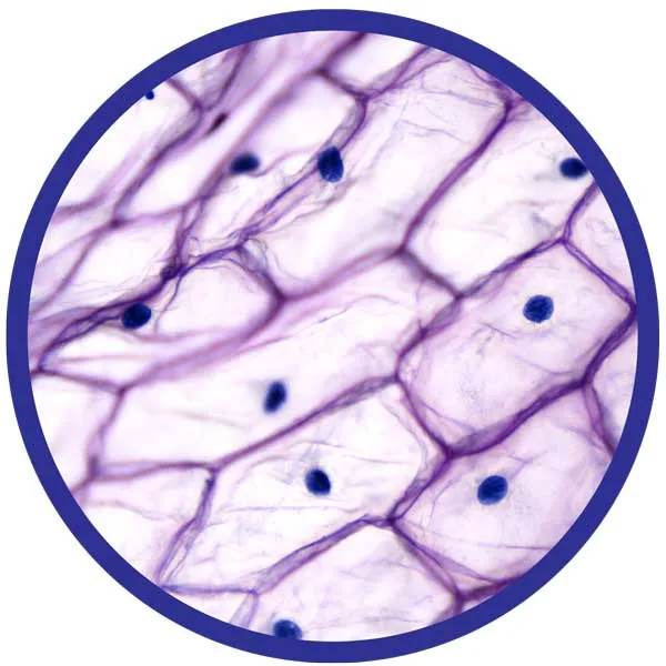 Brainstorm Toys 450X Microscope