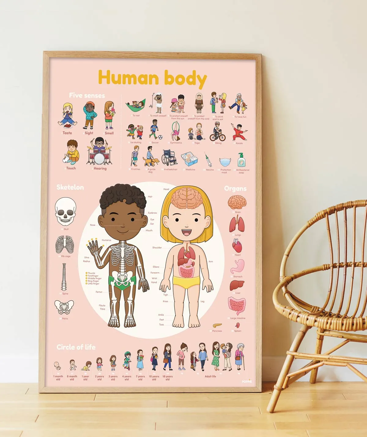 Discovery Poster Human Body - Human Body